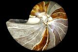 Polished Fossil Nautilus - Madagascar #113502-1